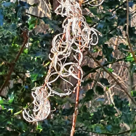 Дом отдыха Getaway Конг